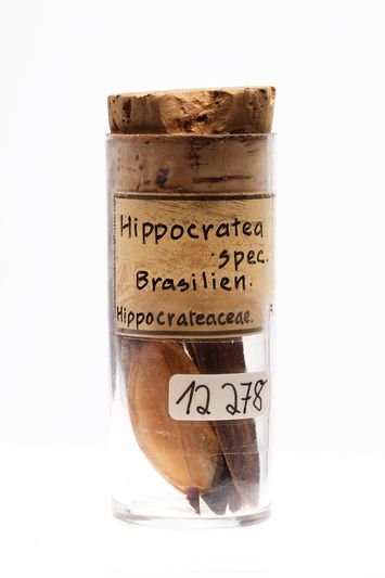 Vorschaubild Hippocratea sp.